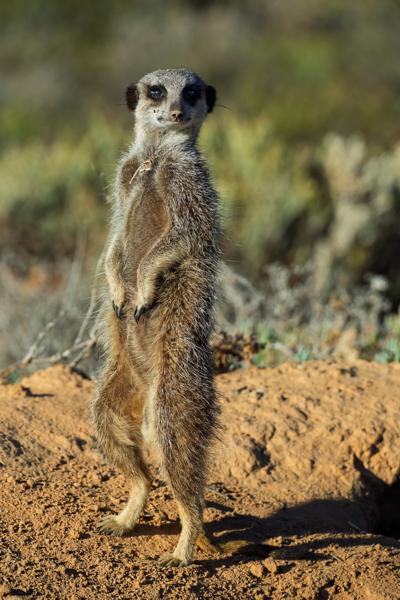 Meerkat on lookout in the Klein Karoo, South Africa George, South Africa