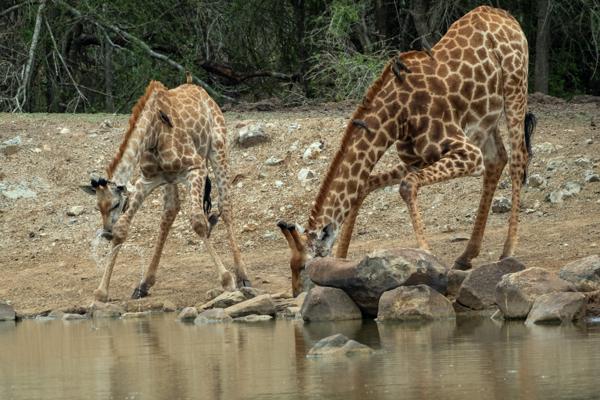 Giraffen am Wasserloch – Hlane Royal National Park, Eswatini Inkhundla Hlane, Eswatini