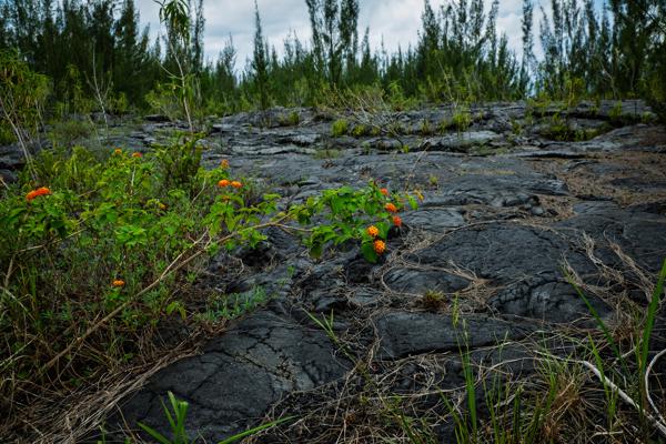 Sainte-Rose, Réunion