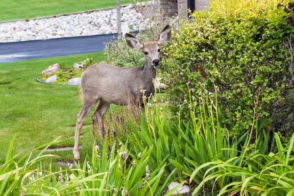 Invermere, Canada