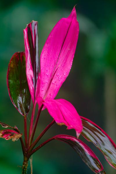 Katira, Costa Rica