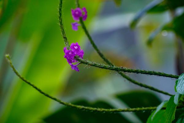 Katira, Costa Rica