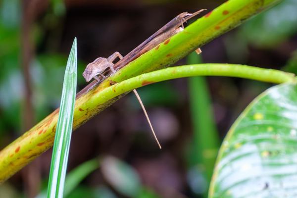 Quepos, Costa Rica