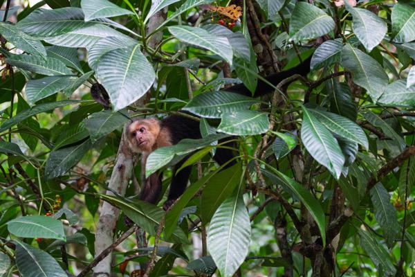 Quepos, Costa Rica