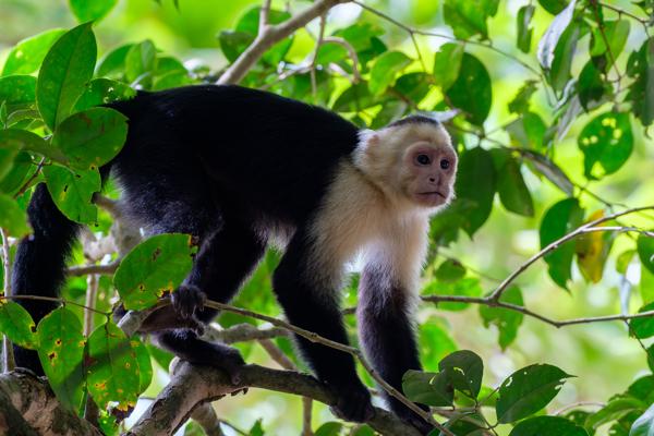 Quepos, Costa Rica