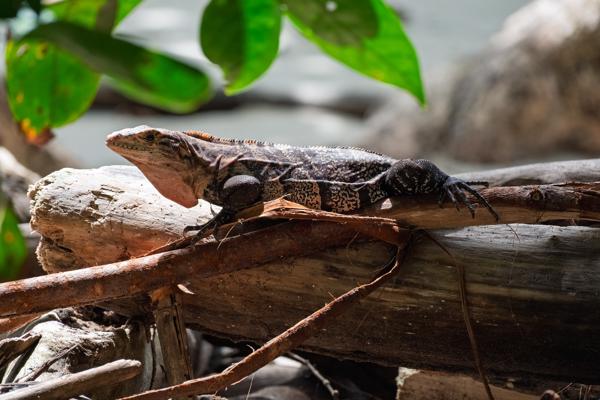 Quepos, Costa Rica