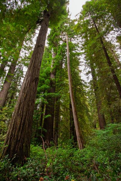 Hiouchi, United States