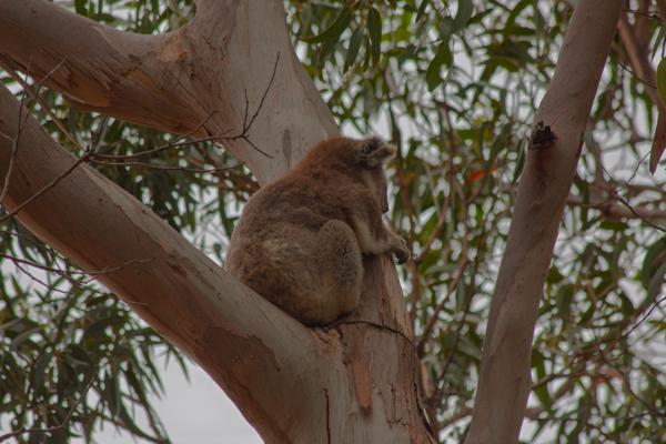 Koala resting in a eucalyptus tree Kangaroo Island Council, Australia