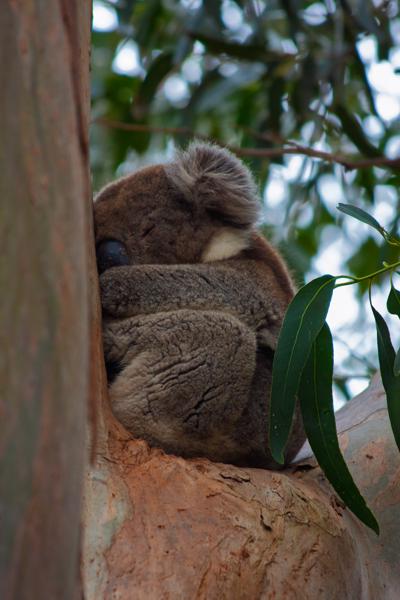 Sleeping Koala in Eucalyptus Tree Kangaroo Island Council, Australia