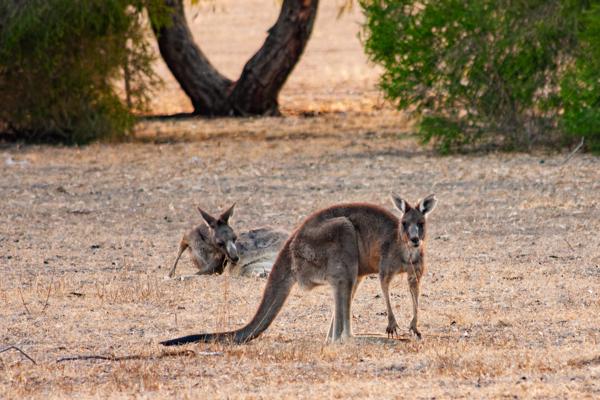 Two kangaroos in dry Victorian grassland Rural City of Horsham, Australia