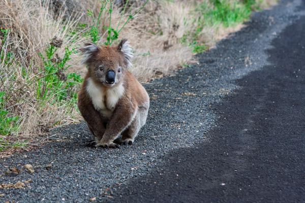 Koala on Roadside in Victoria, Australia Shire of Colac Otway, Australia