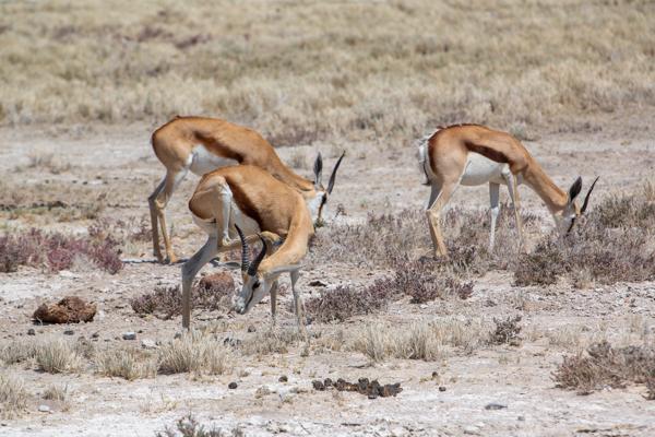 Grazing springbok in arid Namibian grassland Namibia