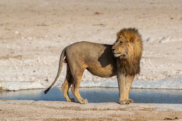 Male lion at a dry season waterhole, Etosha area Namibia
