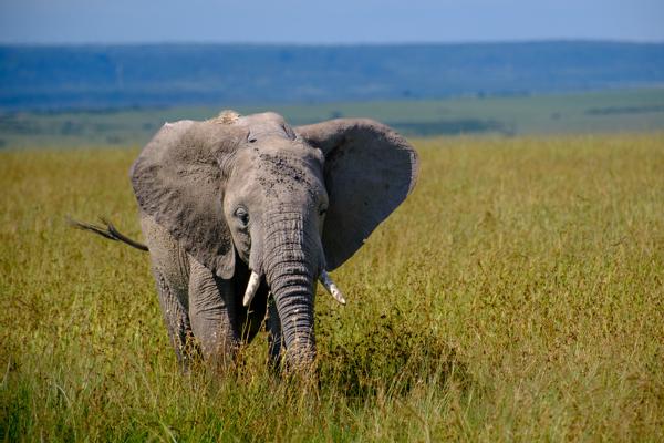 Young African Elephant in Savanna Siana ward, Kenya