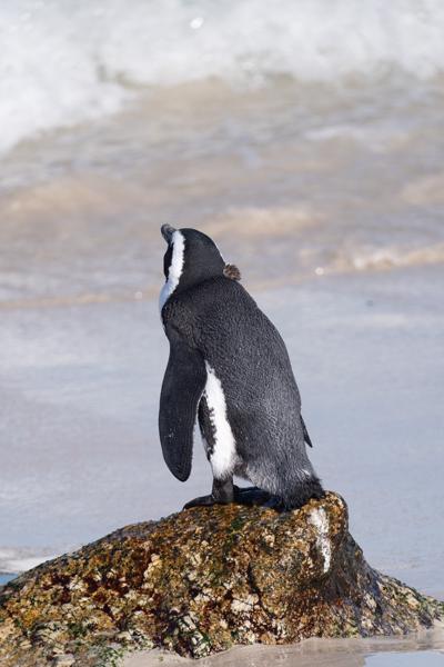 Simon's, South Africa