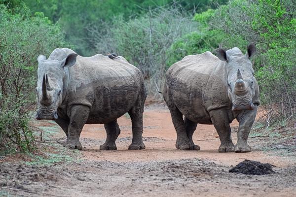 Two White Rhinos Standing on a Dirt Track in South African Bush Inkhundla Hlane, Eswatini