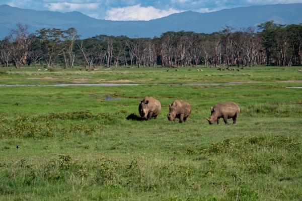 White Rhinos Grazing on Nakuru Grassland Barut ward, Kenya