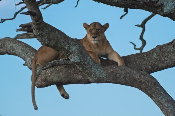 Lioness resting on a tree branch in the Serengeti Seronera, Tanzania