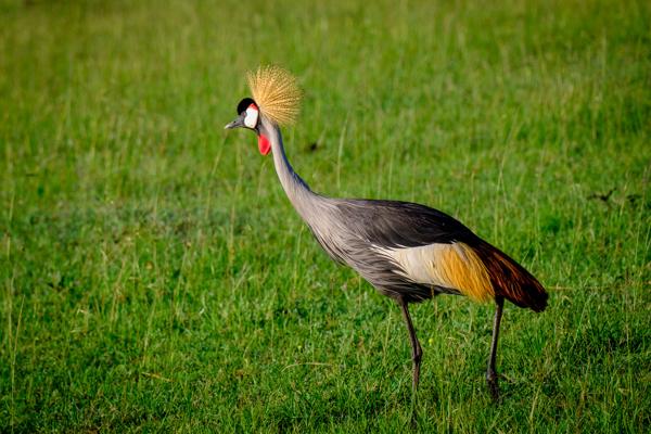 Grey Crowned Crane standing in green grassland Siana ward, Kenya