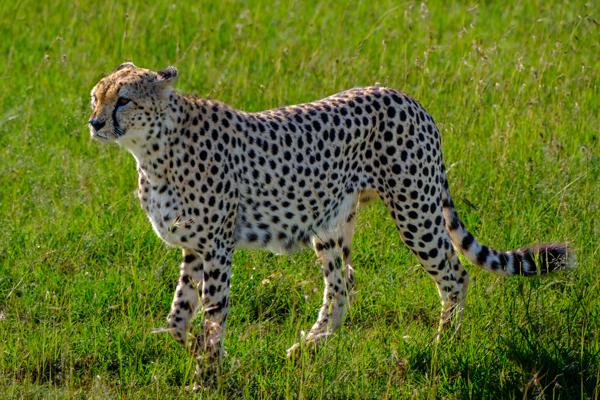 Cheetah walking through green savanna Siana ward, Kenya