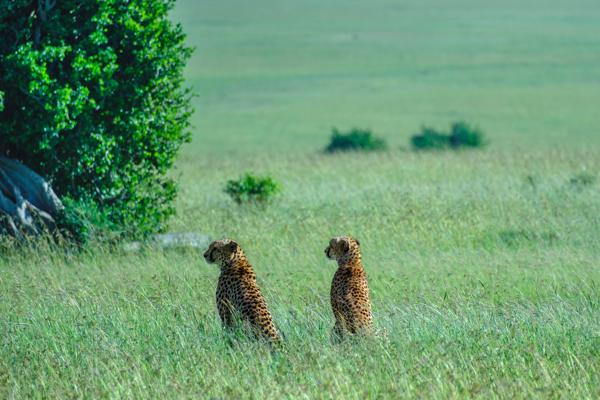 Two Cheetahs in the Maasai Mara Grassland Siana ward, Kenya