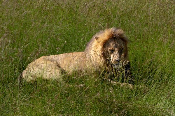 Male African Lion Resting in Tall Grass, Maasai Mara Siana ward, Kenya