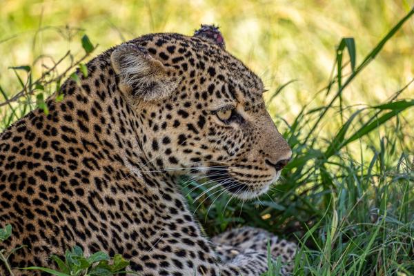 Profile of a resting leopard in tall grass Siana ward, Kenya