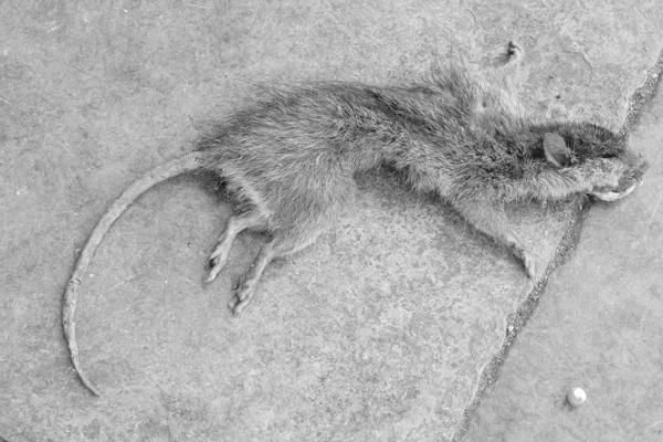Dead Rat on Stone Pavement (Udaipur, India) Udaipur, India