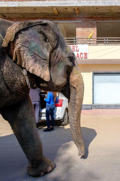 Paint-dusted Asian Elephant on a Jaipur Street Jaipur Municipal Corporation, India
