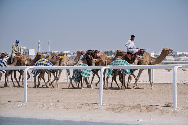 Camel Caravan Along Desert Road with City in Background Qatar