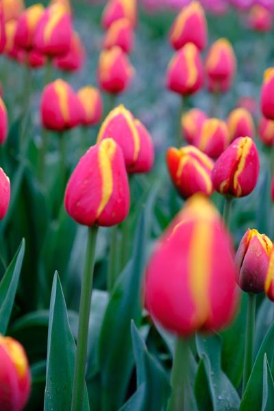 Lisse, Netherlands