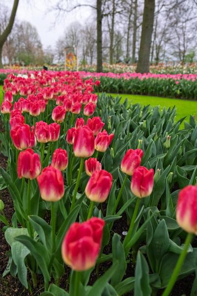 Lisse, Netherlands