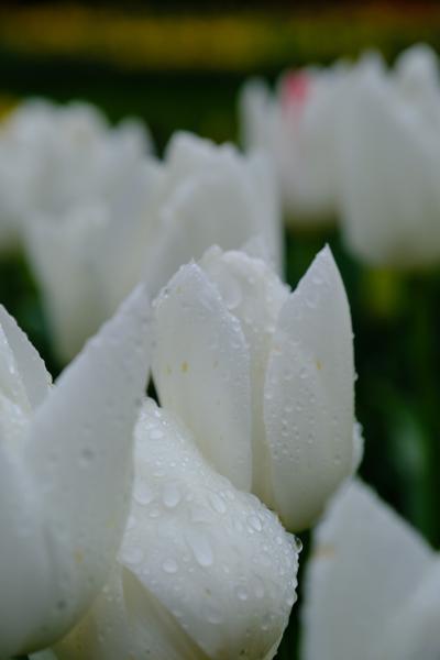 Lisse, Netherlands