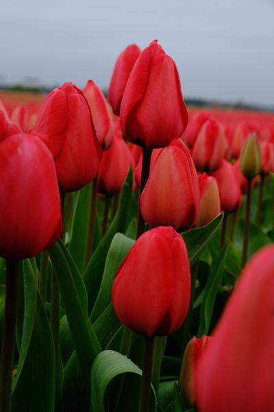 Lisse, Netherlands